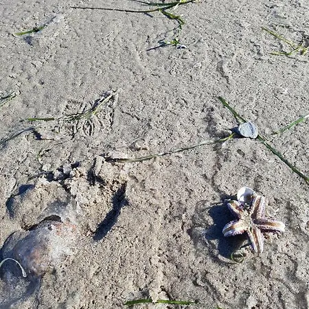 Seesternchen アパート *