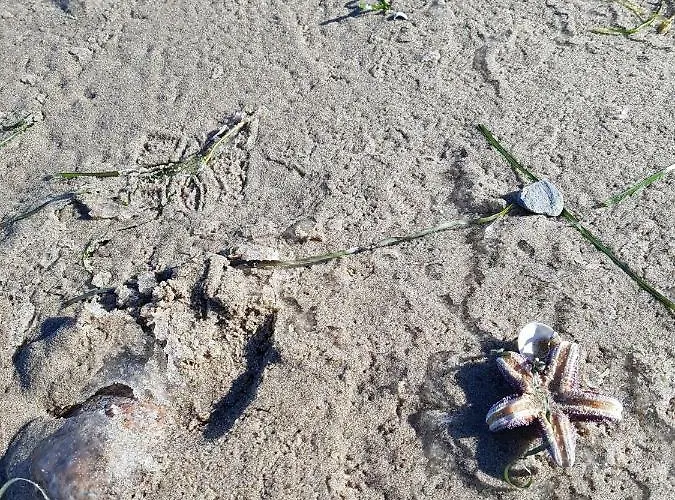 Seesternchen Appartement *